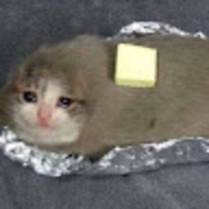 Meet your Posher, Joey